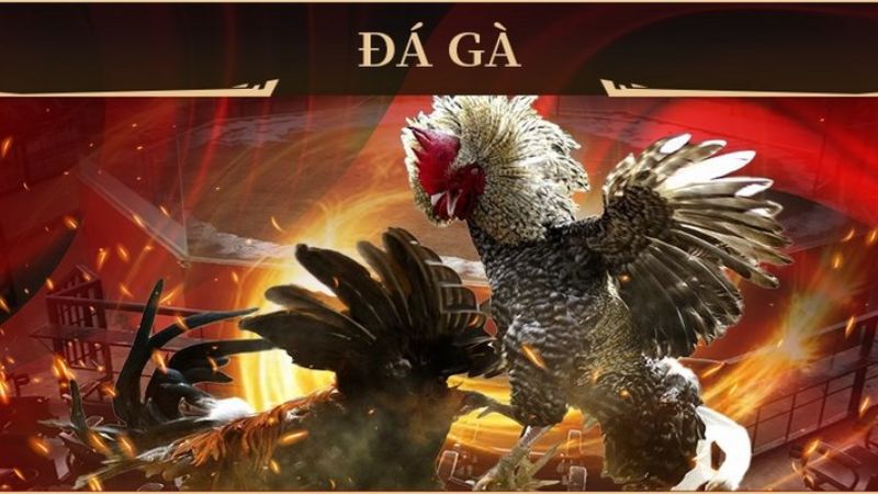 Kinh Nghiệm Bắt Kèo Đá Gà Cựa Sắt Nắm Chắc Phần Thắng tại King88